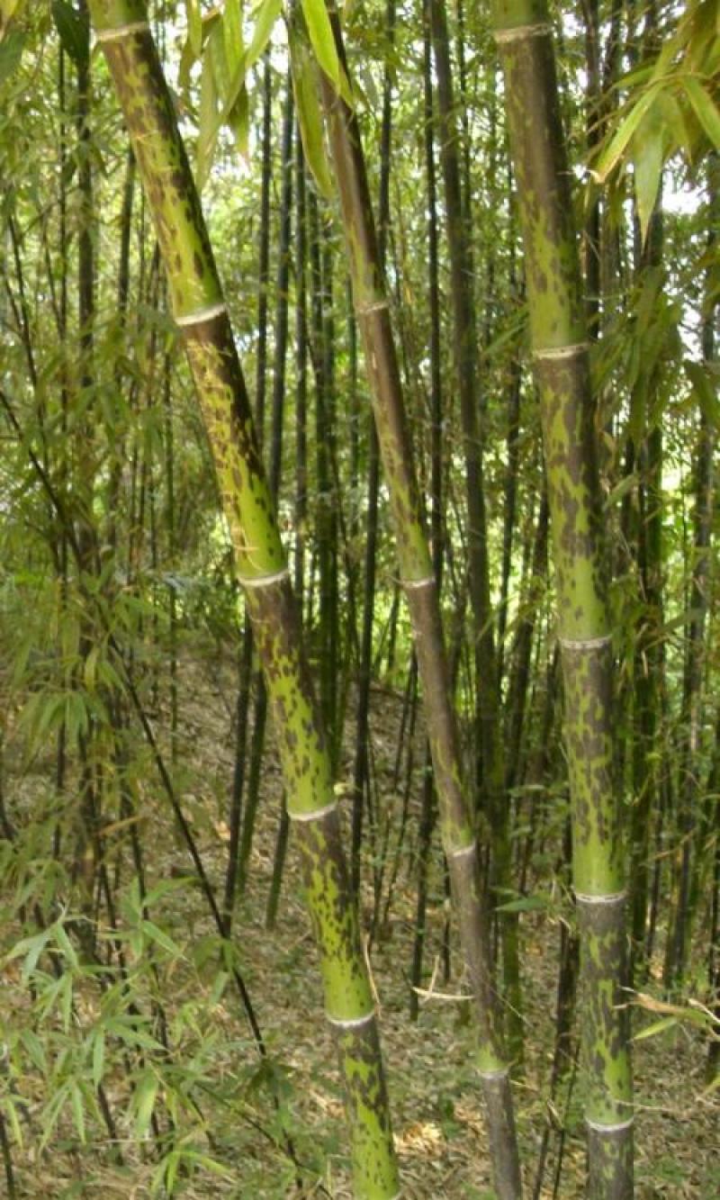 四川成都温江区苗圃基地货源充足诚斑竹，质量保证，欢迎选购