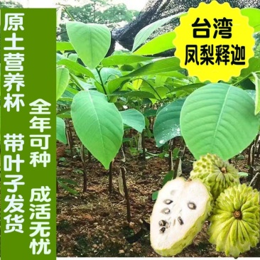 台湾嫁接凤梨释迦番荔枝蜜佛头果佛陀果树苗木苗地栽盆栽当年