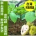 台湾嫁接凤梨释迦番荔枝蜜佛头果佛陀果树苗木苗地栽盆栽当年