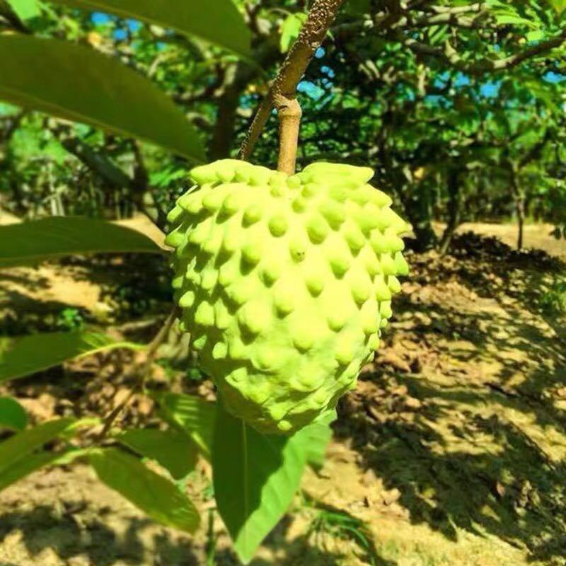 台湾嫁接凤梨释迦番荔枝蜜佛头果佛陀果树苗木苗地栽盆栽当年