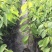 台湾嫁接凤梨释迦番荔枝蜜佛头果佛陀果树苗木苗地栽盆栽当年