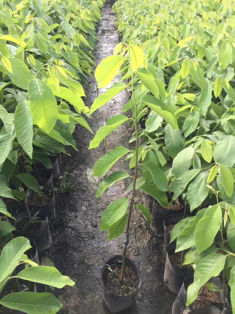 台湾嫁接凤梨释迦番荔枝蜜佛头果佛陀果树苗木苗地栽盆栽当年