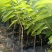 台湾嫁接凤梨释迦番荔枝蜜佛头果佛陀果树苗木苗地栽盆栽当年