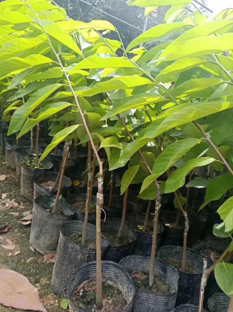 台湾嫁接凤梨释迦番荔枝蜜佛头果佛陀果树苗木苗地栽盆栽当年