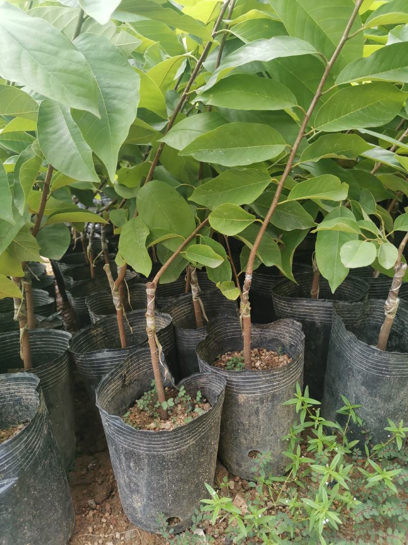 台湾嫁接凤梨释迦番荔枝蜜佛头果佛陀果树苗木苗地栽盆栽当年