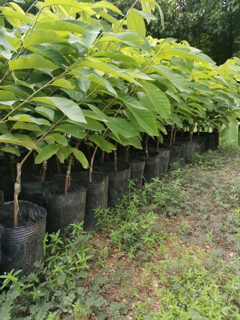 台湾嫁接凤梨释迦番荔枝蜜佛头果佛陀果树苗木苗地栽盆栽当年