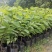 台湾嫁接凤梨释迦番荔枝蜜佛头果佛陀果树苗木苗地栽盆栽当年