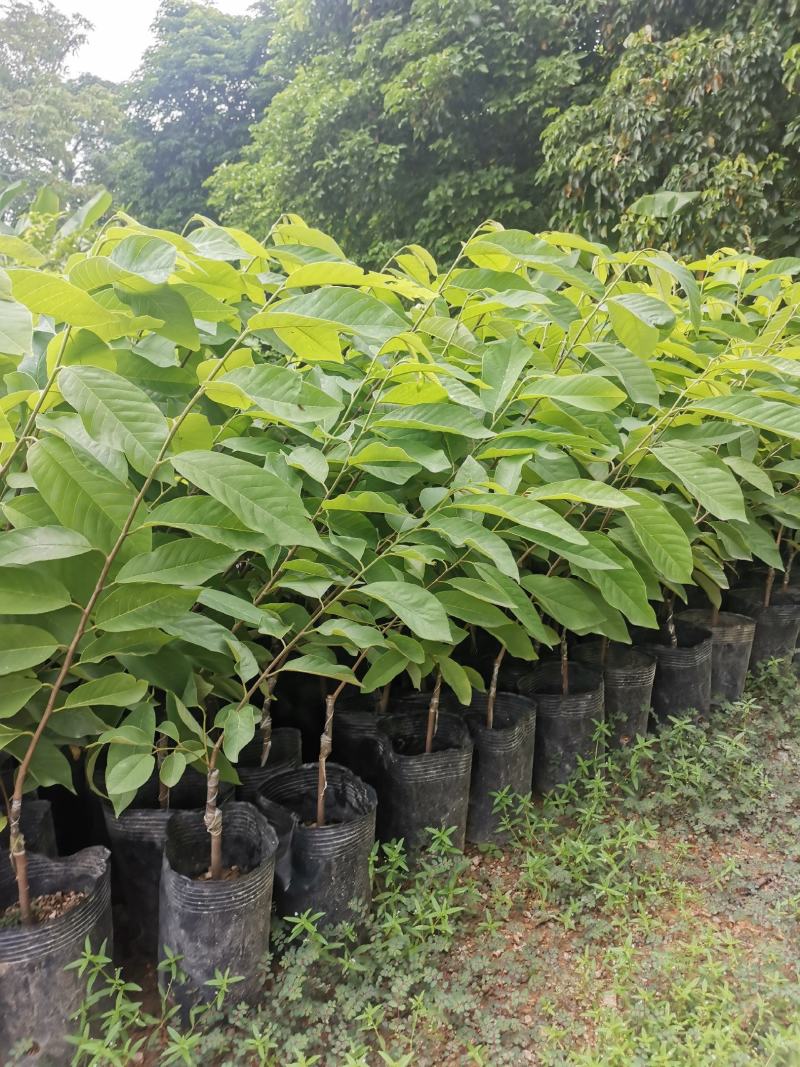 台湾嫁接凤梨释迦番荔枝蜜佛头果佛陀果树苗木苗地栽盆栽当年