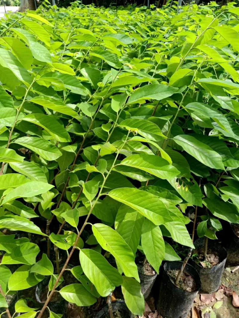 台湾嫁接凤梨释迦番荔枝蜜佛头果佛陀果树苗木苗地栽盆栽当年