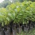 台湾嫁接凤梨释迦番荔枝蜜佛头果佛陀果树苗木苗地栽盆栽当年