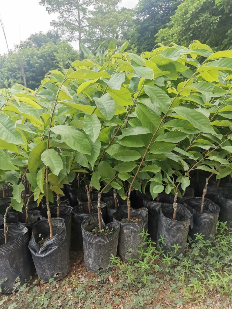台湾嫁接凤梨释迦番荔枝蜜佛头果佛陀果树苗木苗地栽盆栽当年