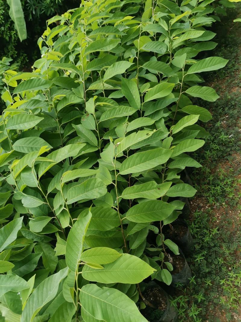 台湾嫁接凤梨释迦番荔枝蜜佛头果佛陀果树苗木苗地栽盆栽当年