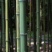 四川成都温江基地方竹。质量保证，基地货欢迎选购