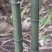 四川成都温江基地方竹。质量保证，基地货欢迎选购