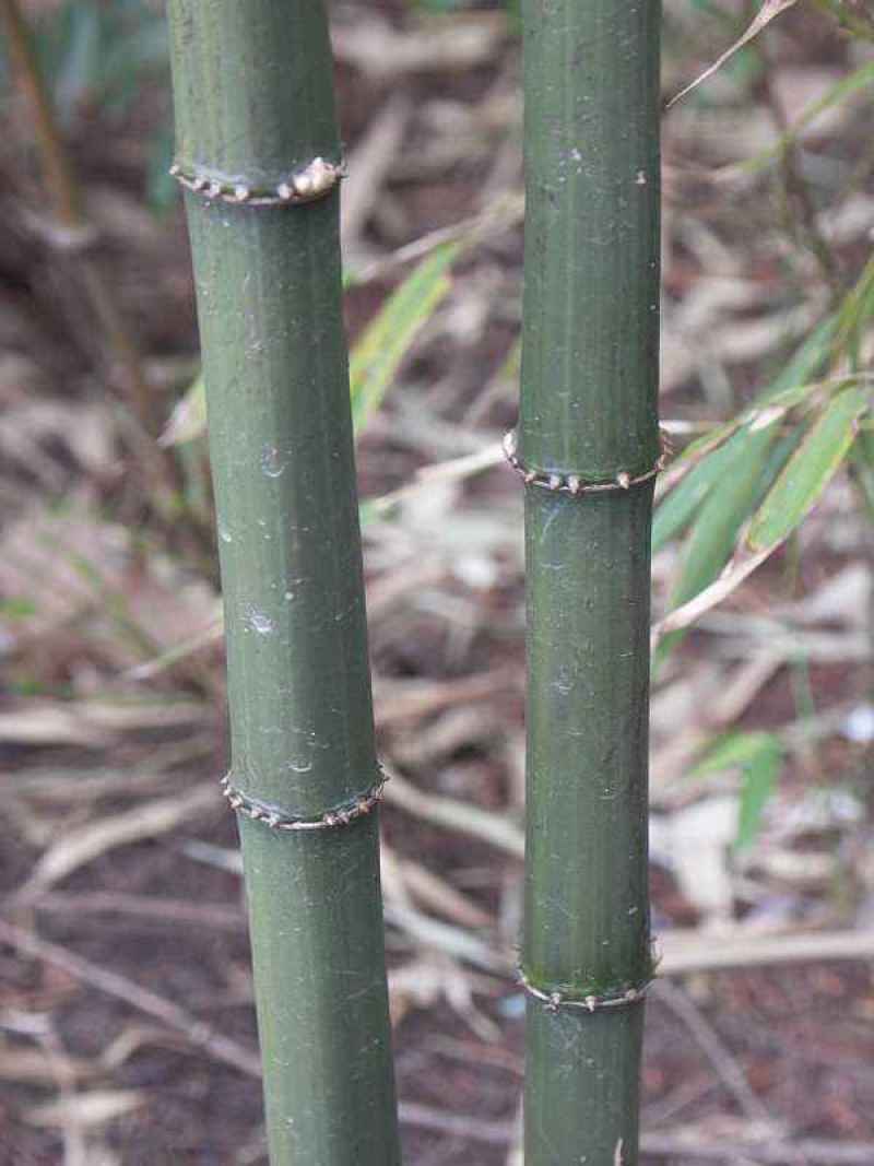 四川成都温江基地方竹。质量保证，基地货欢迎选购