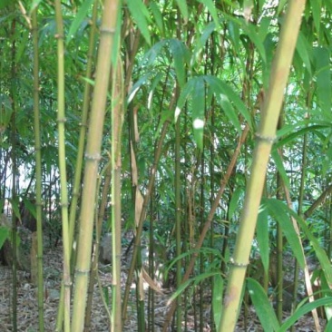 四川成都温江基地方竹。质量保证，基地货欢迎选购