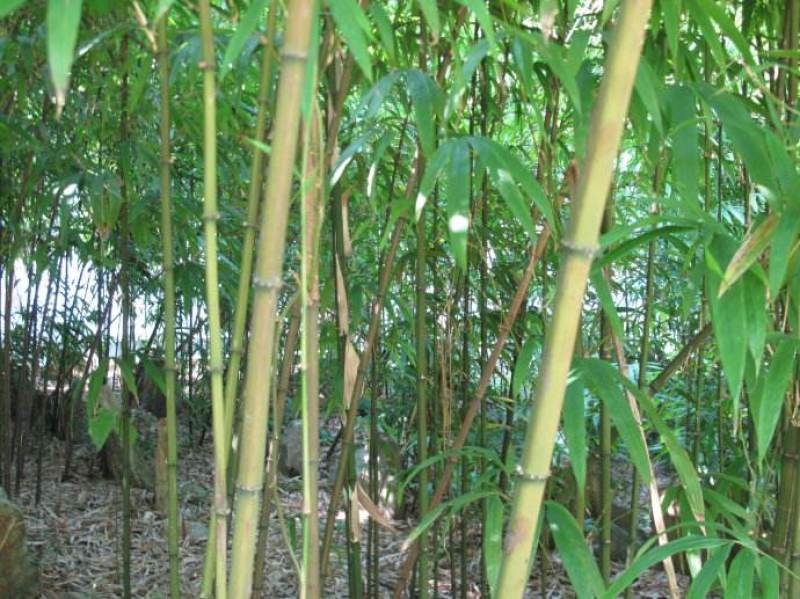 四川成都温江基地方竹。质量保证，基地货欢迎选购