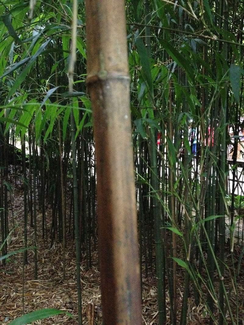 四川成都温江基地方竹。质量保证，基地货欢迎选购