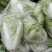 陆地白菜小棵大白菜净菜大量上市