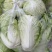 陆地白菜小棵大白菜净菜大量上市
