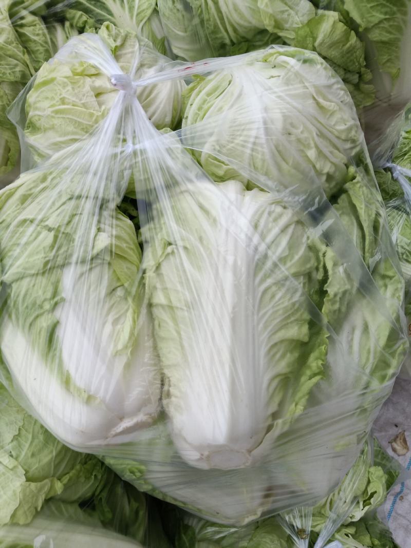 陆地白菜小棵大白菜净菜大量上市