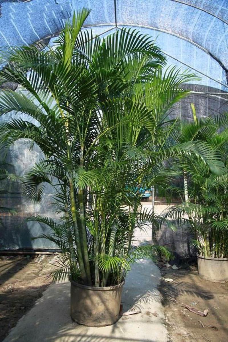 四川成都温江基地凤尾竹，质量保证。欢迎选购