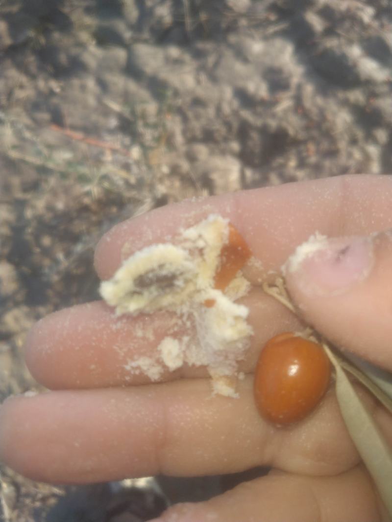 新疆岳普湖县新鲜沙枣