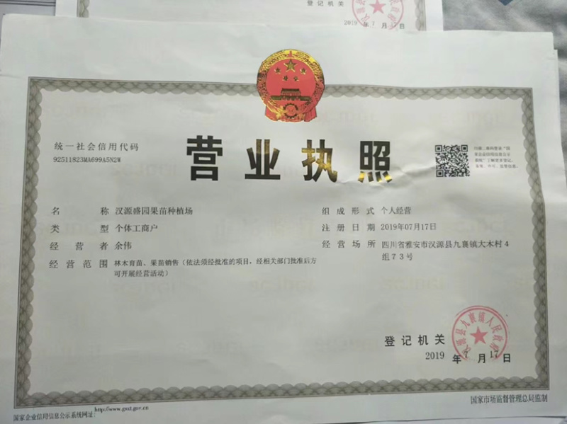 新品种法兰西西梅、西梅蓝蜜、西梅女神李子苗。