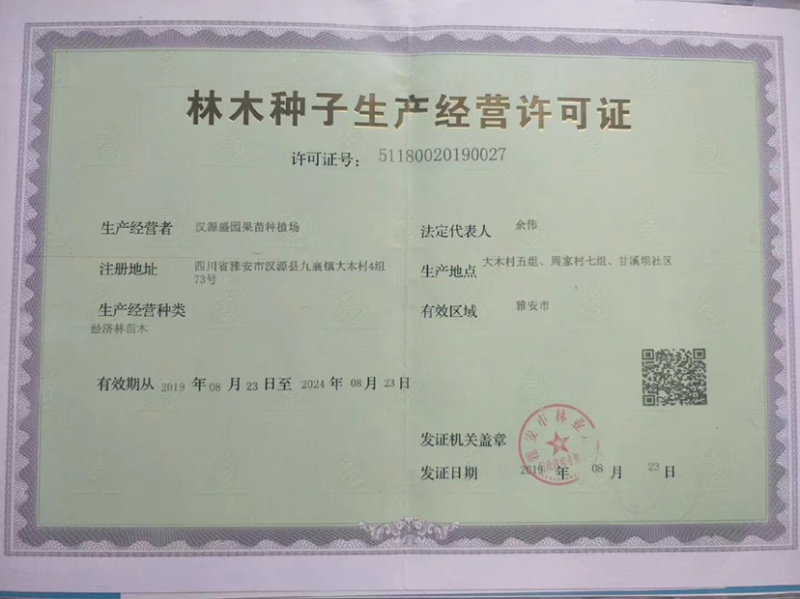 新品种法兰西西梅、西梅蓝蜜、西梅女神李子苗。