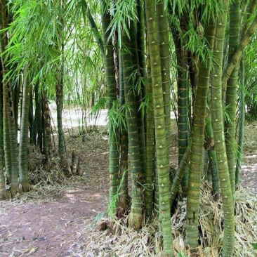 四川成都温江基地罗汉竹，质量保证欢迎咨询