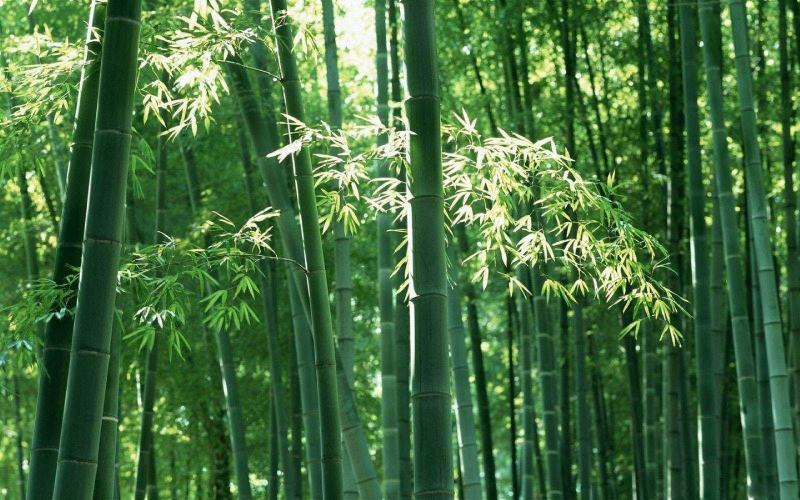 四川成都温江基地苗圃毛竹。质量保证，基地货欢迎选购