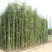 四川成都温江基地苗圃毛竹。质量保证，基地货欢迎选购