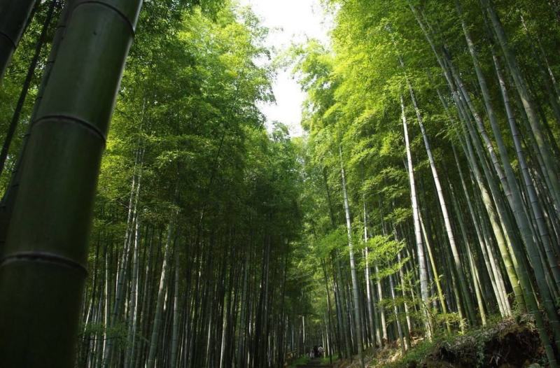 四川成都温江基地苗圃毛竹。质量保证，基地货欢迎选购
