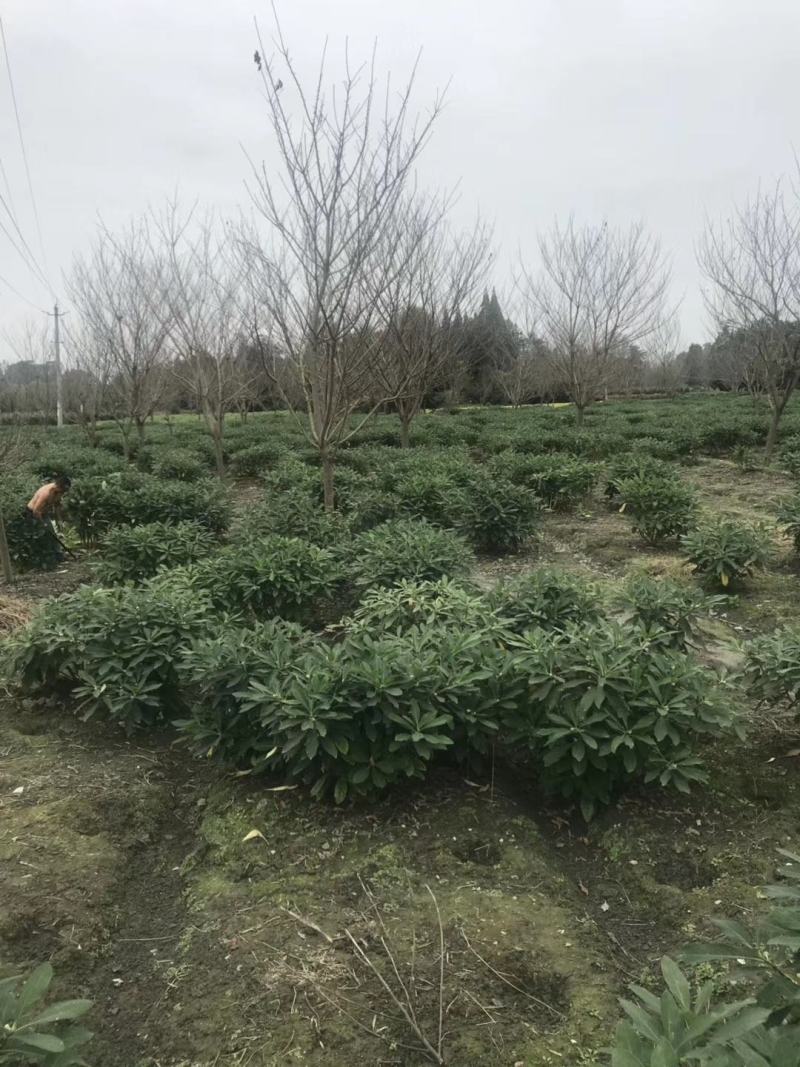 基地销售各规格精品结香，量大从优，欢迎选购