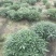 基地销售各规格精品结香，量大从优，欢迎选购
