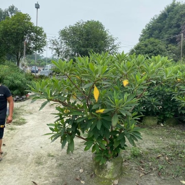 基地销售各规格精品结香，量大从优，欢迎选购