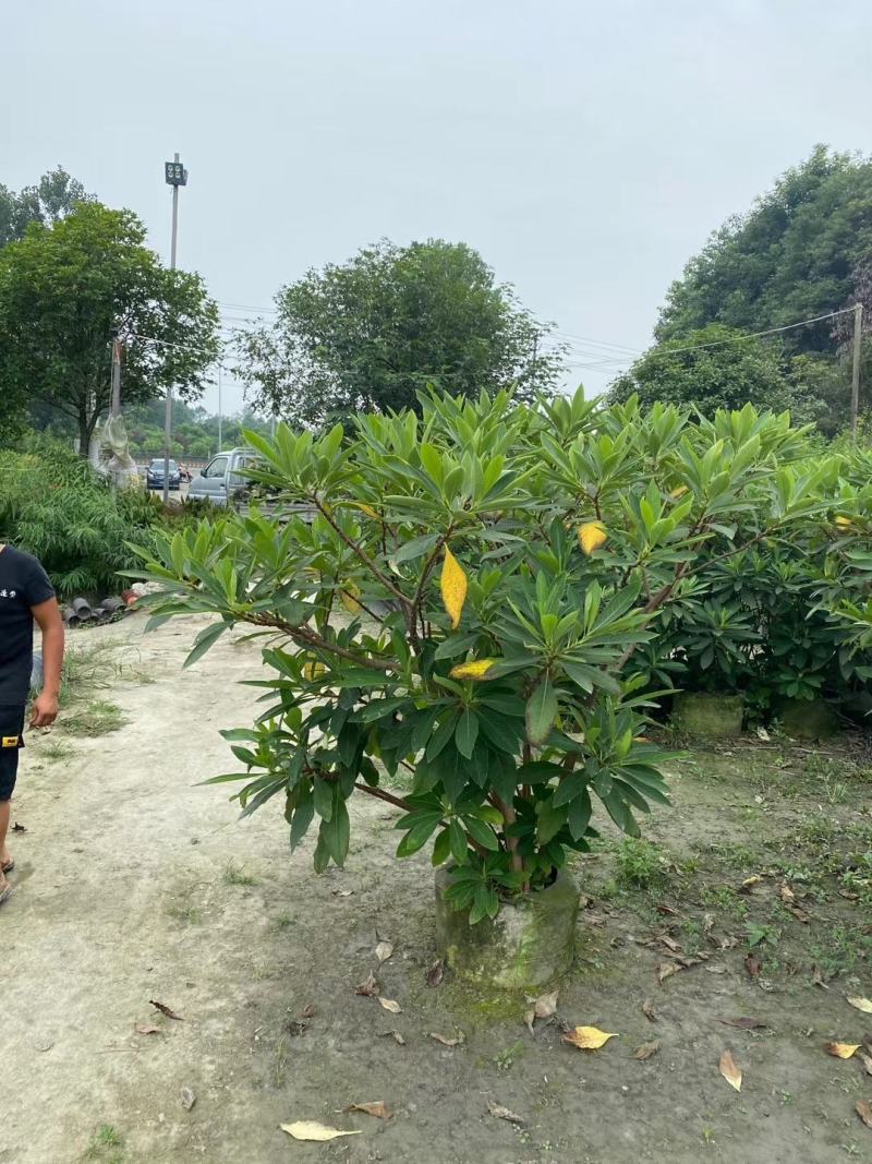 基地销售各规格精品结香，量大从优，欢迎选购