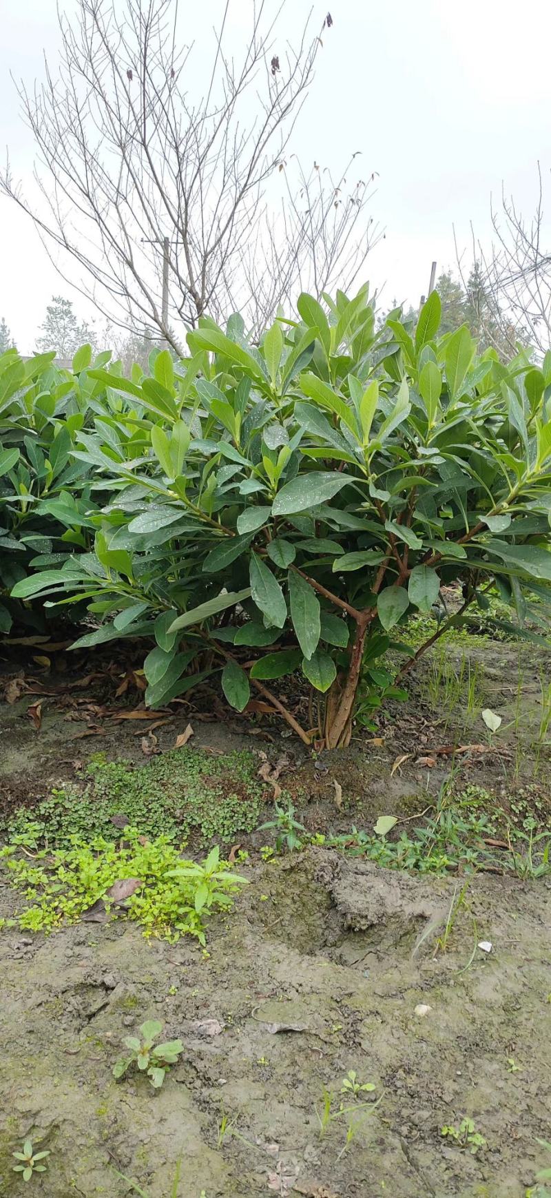 基地销售各规格精品结香，量大从优，欢迎选购