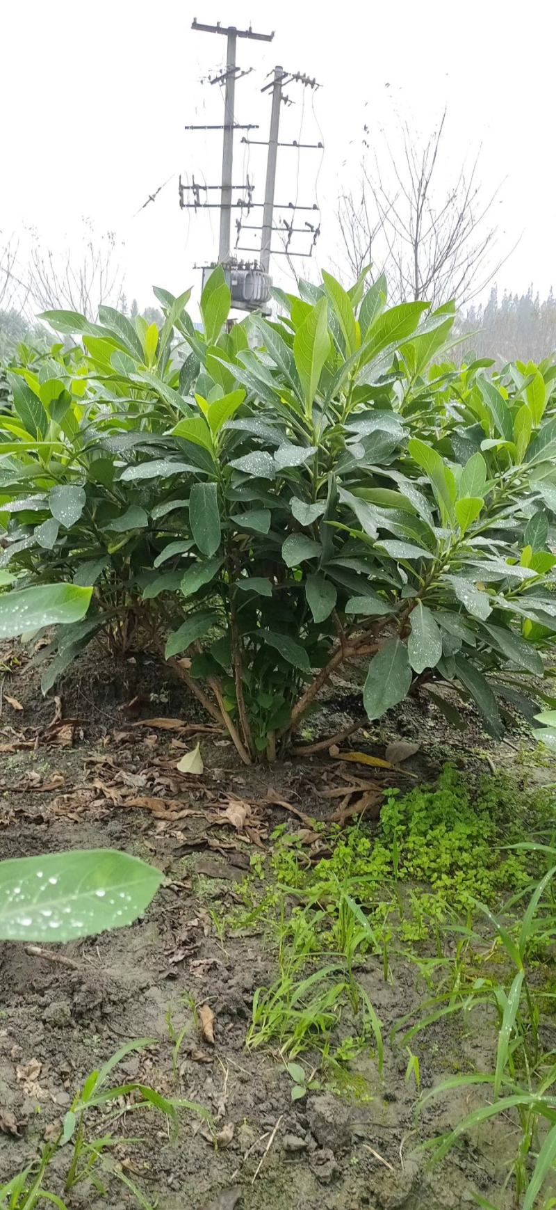 基地销售各规格精品结香，量大从优，欢迎选购