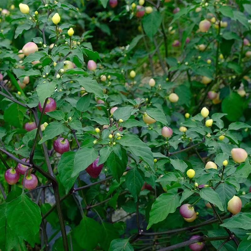 泡椒七彩泡椒辣椒彩椒