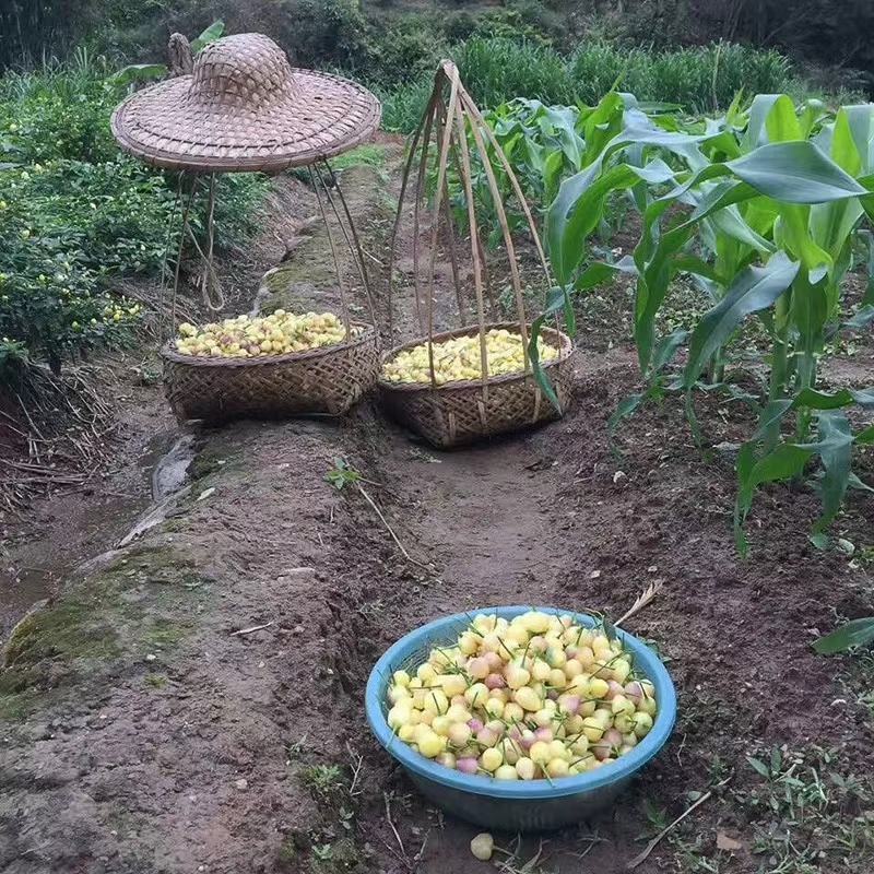 泡椒七彩泡椒辣椒彩椒