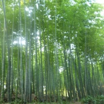 四川成都温江基地苗圃路刚竹质量保证，基地货