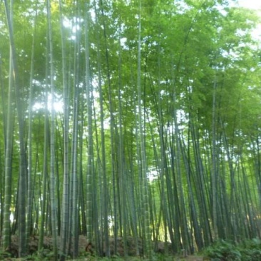 四川成都温江基地苗圃路刚竹质量保证，基地货