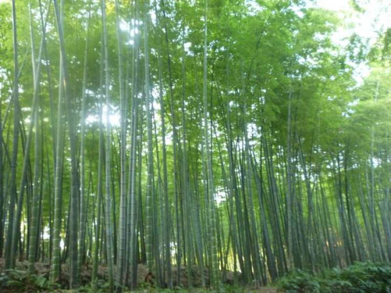 四川成都温江基地苗圃路刚竹质量保证，基地货