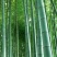 四川成都温江基地苗圃路刚竹质量保证，基地货