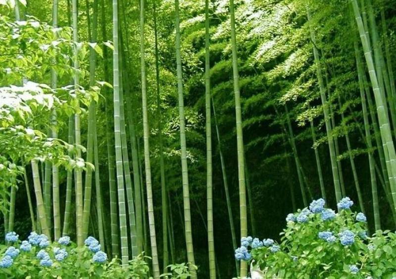 四川成都温江基地苗圃路刚竹质量保证，基地货