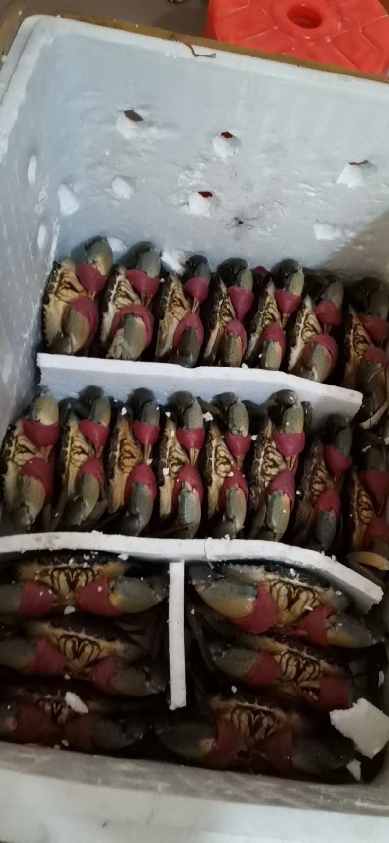 螃蟹进口越南青蟹膏蟹腌仔