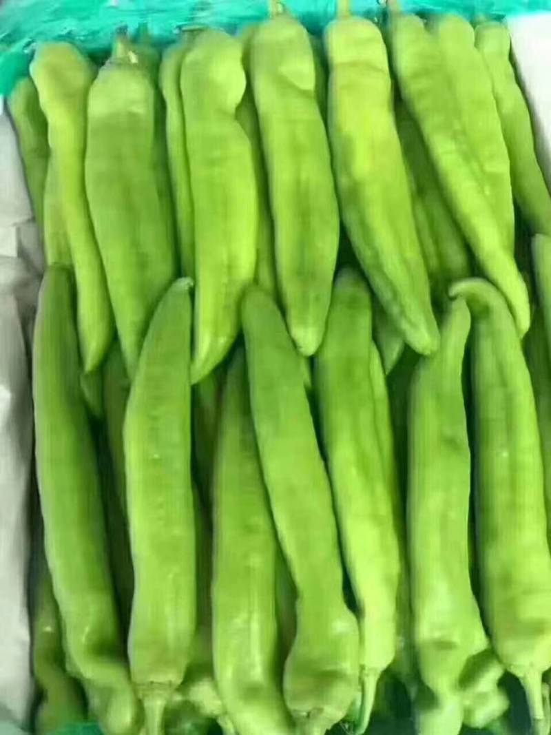 尖椒﹥20厘米黄中辣