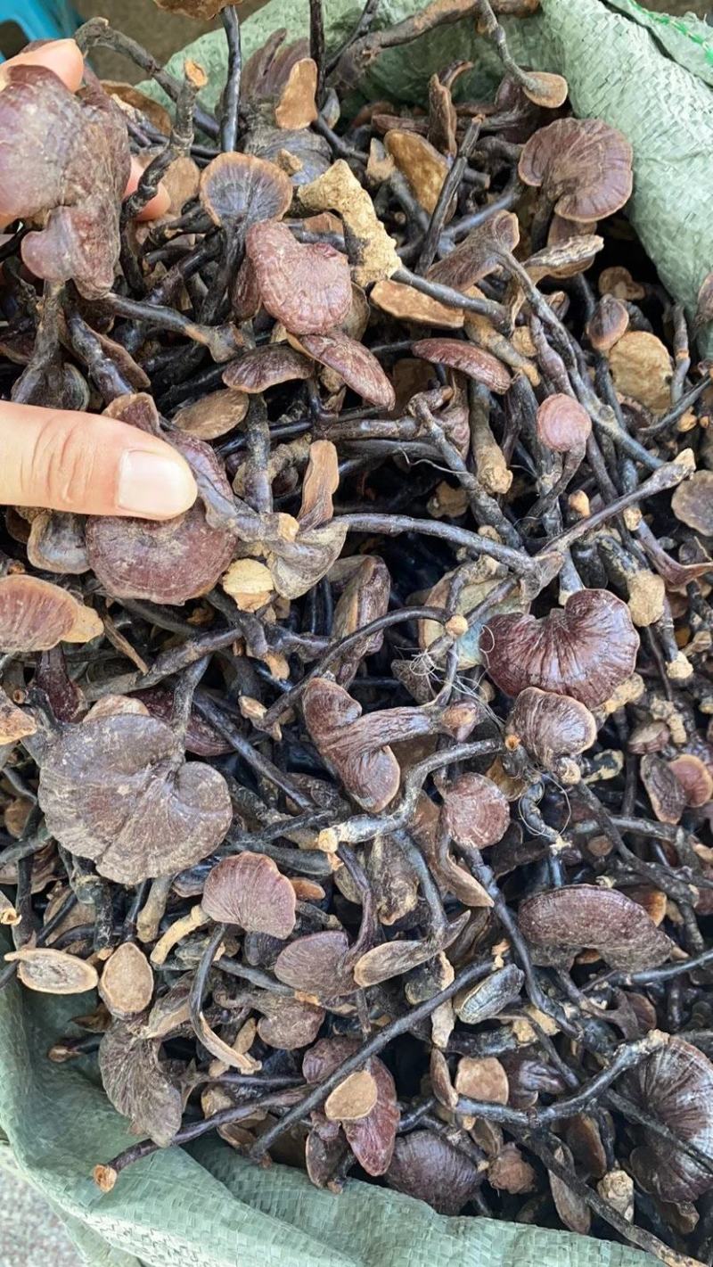 灵芝越南产地竹灵芝价格美丽