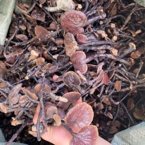 灵芝越南产地竹灵芝价格美丽